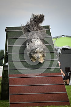 Crazy dog is running agility A-frame. photo
