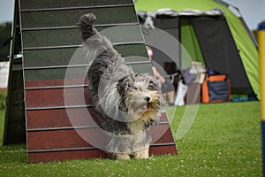 Crazy dog is running agility A-frame. photo
