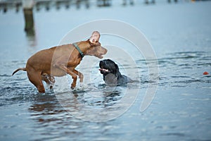 Crazy dog (vizsla) gets a fright and jumps out of the water looking funny
