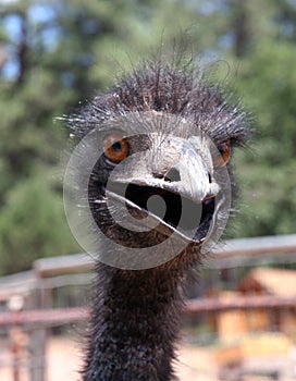 Crazy Emu