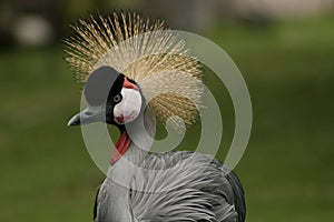 Crazy,exotic bird in Hawaii