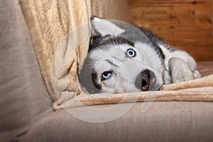 Crazy face husky dog playing in blanket on the couch. Husky dog is twisting his bulging eyes lying on the couch.