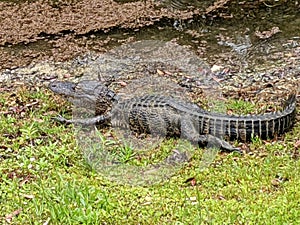 Crazy Florida gator