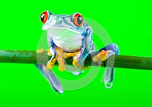 Crazy frog