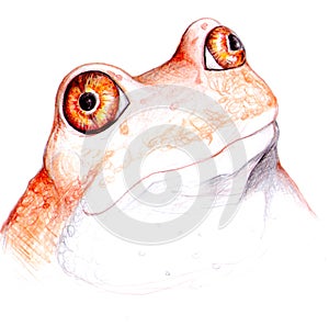 Crazy frog portrait