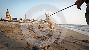 Crazy Funny Cheerful Puppy Dog on Lace, Having Fun on Beach