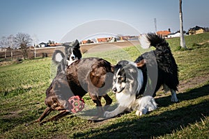 Border collies are plying together photo