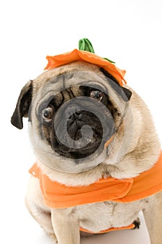 Crazy Halloween Pug