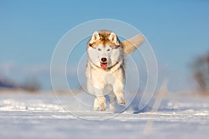 Crazy, happy and beautiful beige and white dog breed siberian husk running on the snow in the winter field