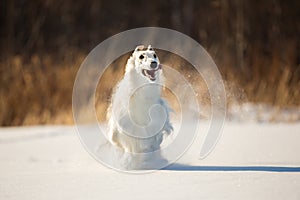 Crazy and happy beige Russian borzoi dog running fast on the snow in the winter field