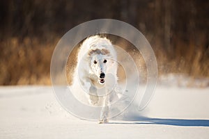Crazy and happy beige Russian borzoi dog running fast on the snow in the winter field