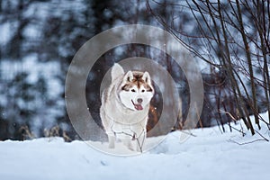 Crazy and happy beige and white dog breed siberian husky running on the snow path in the forest