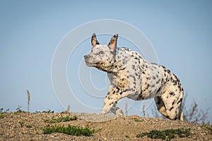 Crazy happy black and white dog in extreme position.