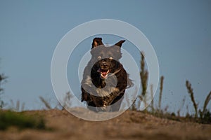 Crazy happy brown border collie is catching ball