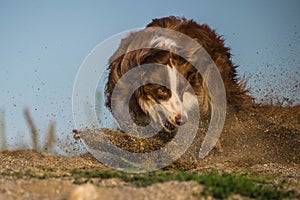 Crazy happy brown and white border collie