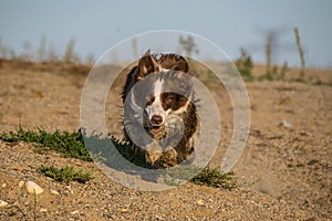 Crazy happy brown and white border collie in extreme position.