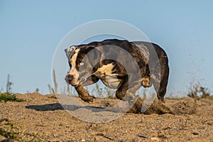 Crazy happy Catahoula Leopard Dog is catching ball