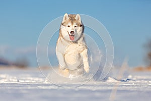 Crazy, happy and cute beige and white dog breed siberian husk running on the snow in the winter field