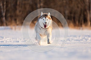 Crazy, happy and cute beige and white dog breed siberian husky running fast on the snow in the winter field