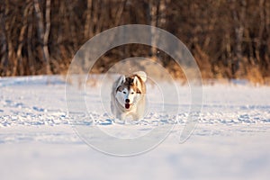 Crazy, happy and cute beige and white dog breed siberian husky running on the snow in the winter field