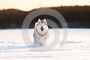 Crazy, happy and cute beige and white dog breed siberian husky running on the snow in the winter field at golden sunset