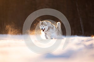 Crazy, happy and cute beige and white dog breed siberian husky running on the snow in the winter field at golden sunset