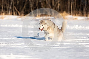 Crazy, happy and cute dog breed siberian husky with tonque out jumping and running on the snow in the winter field