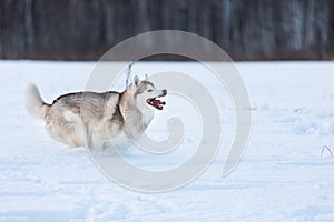 Crazy, happy and free beige and white dog breed siberian husky running fast on the snow path in the field