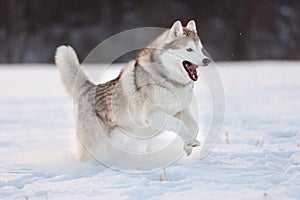 Crazy, happy and free beige and white dog breed siberian husky running on the snow path in the field