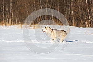 Crazy, happy and free beige and white dog breed siberian husky with tonque out running on the snow in the winter field