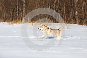 Crazy, happy and free beige and white dog breed siberian husky with tonque out running on the snow in the winter field