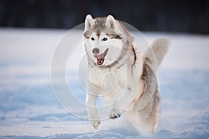 Crazy, happy and funny beige and white dog breed siberian husky running on the snow in the field at sunset