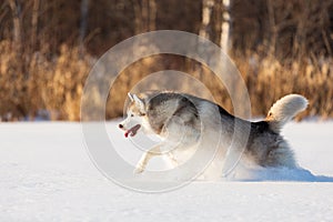 Crazy, happy and funny beige and white dog breed siberian husky running on the snow in the field at sunset