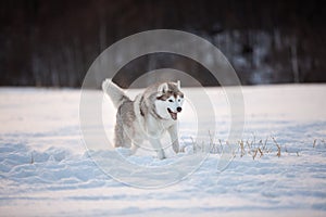 Crazy, happy and funny beige and white dog breed siberian husky running on the snow path in the field