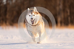 Crazy, happy and funny beige and white dog breed siberian husky running on the snow in the winter field