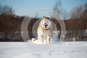 Crazy, happy and funny beige and white dog breed siberian husky with tonque out running on the snow in the winter field