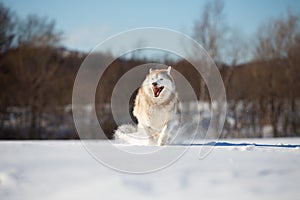 Crazy, happy and funny beige and white dog breed siberian husky with tonque out running on the snow in the winter field