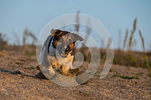 Crazy happy Jack russel terier is catching ball