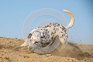 Crazy happyblack and white dog who is catching ball