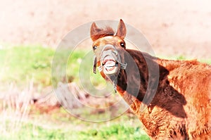 Crazy horse funny face laughs