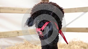 Crazy Llama Staring Intently at the Camera, Ireland