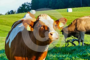 Crazy lookin Cow on pasture Alps