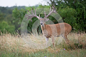 Crazy looking non-typical whitetail buck looking ahead