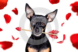 Crazy in love valentines dog