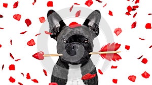 Crazy in love valentines dog