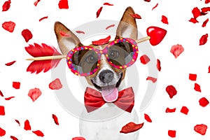 Crazy in love valentines dog