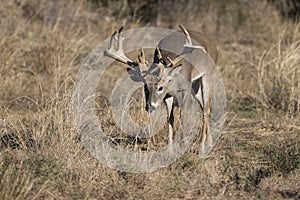 Crazy non-typical whitetail buck on trail of doe