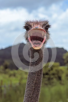 Crazy ostrich with beak wide open