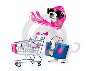 Shopping dog diva