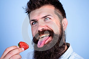 Crazy about strawberry. Man handsome hipster with long beard eating strawberry. Hipster enjoy juicy ripe red berry. Man